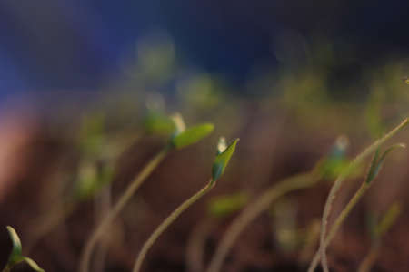 green plant sprout growing germinating from seed springtime summer wonderful nature isolated on whiteの写真素材