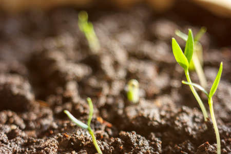 green plant sprout growing germinating from seed springtime summer wonderful nature isolated on whiteの写真素材