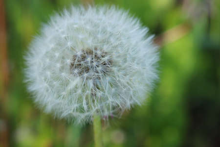 Dendelion flower in black and white toneの写真素材
