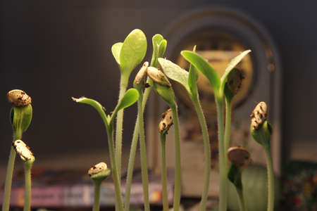 green plant sprout growing germinating from seed springtime summer wonderful nature isolated on background with clockの写真素材