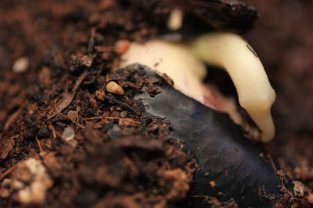 green plant bean in ground sprout growing germinating from seed springtime summer wonderful nature isolated on whiteの写真素材