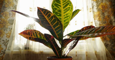 codiaeum plant growing, moving up after watering, window background, cozy home interior, warm color, sun light, sunsetの写真素材