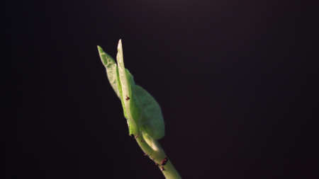 Bean Sprout germinating on black background. Spring time lapse. Growing plant. Videoの写真素材