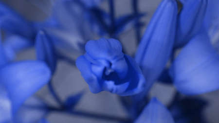 Blue Lily flower blooming, opening its blossom. Epic time lapse. Wonderful nature. Futuristic worldの写真素材