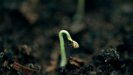Small plant growing, extreme macro nature shot. New life, springtime time lapse. Evolution concept.