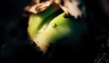 Growing Plants Timelapse Bean Sprouts Germination. Macro Nature. Extreme close up.
