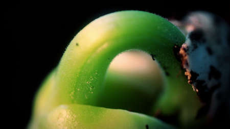 Growing Plants Timelapse Bean Sprouts Germination. Macro Nature. Extreme close up.の写真素材