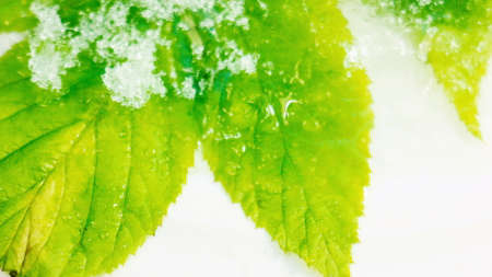 Changing seasons transition, from autumn to winter, time lapse, yellow leaves getting freeze with iceの写真素材