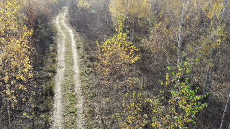 drone getting up in autumn yellow forest near rural road, on the woods, fly over yellow, aerial shot