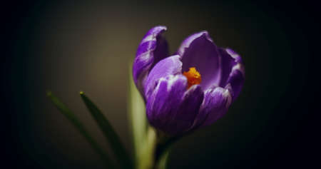 crocus blossom, blue purple flower blooming, opening, spring time lapse, isolated on black backgroundの写真素材