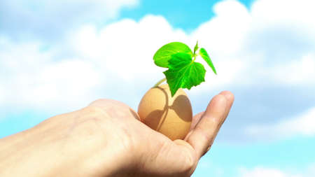 hand holding green plant sprout growing in egg, against blue sky background, new life, germinatio, springtime, beginning conceptの写真素材