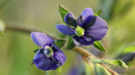 small blue flower blooming, opening its blossom, extreme close up of spring germination process, wolderful macro worldの写真素材