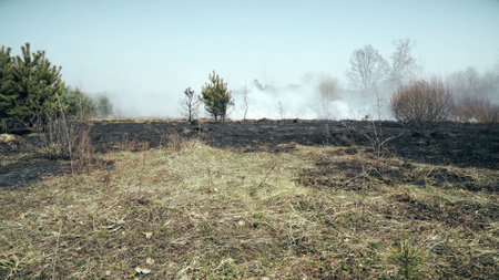 Burned forest and field after wildfire, black ground, ashes, smoke, dangerous draught weather, ecological catastrophe, disaster, global warming, environmental damageの写真素材