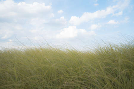 Green grass with blue sky and white clouds background, soft focus.