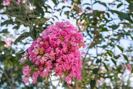 Crape myrtle or Lagerstroemia speciosa flower in gardenの写真素材
