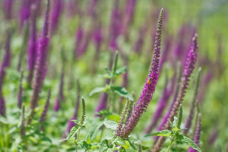 Lavender field, focus on one foreground stem with bee/       on の写真素材