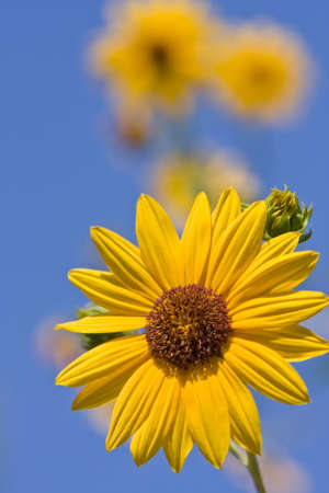 One sunflower head  against blue sky with some other out of focus sunflowers on backroundの写真素材