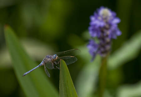 Blue dragonfly resting on leaf with blurred blue flower in backround 