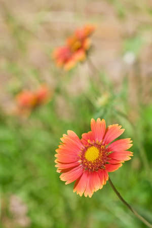 Spring daisy in focus on the  flower field backroundの写真素材