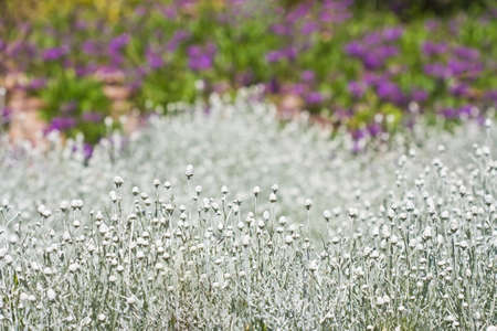 White decorative grass in foreground with colorful blurred backroundの写真素材