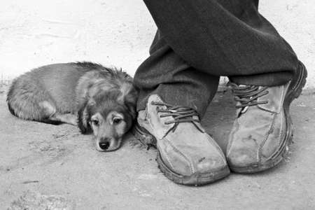 tired dog and his master on the relaxationの写真素材