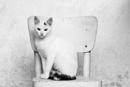 white cat on a chairの写真素材