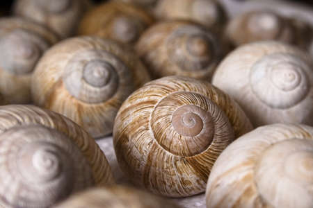 collection of snail shells