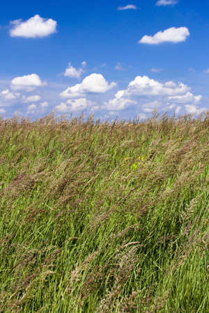 look at the beautiful grassy meadow under blue sky and white clouds with smallの写真素材