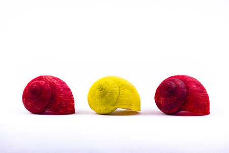 Painted shells of snails on a white background photographed in studioの写真素材
