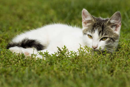 young cat lying contentedly in the grass and relaxing in the sunの写真素材