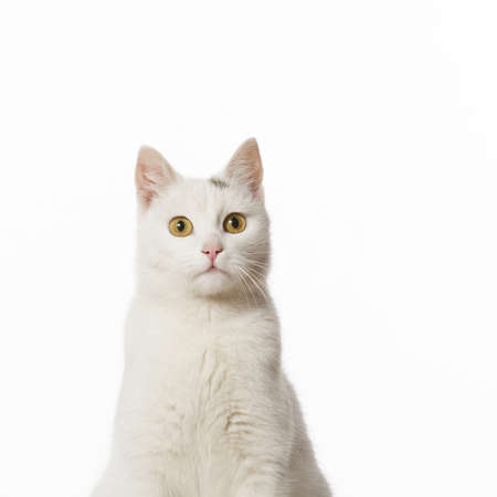 Portrait of a white cat on a white background which looks intentlyの写真素材