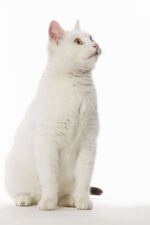 Portrait of a white cat on a white background which looks intentlyの写真素材