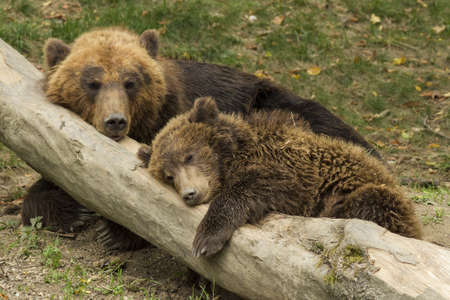 cub sleeping on the trunk of a fallen tree beside mother bearの写真素材