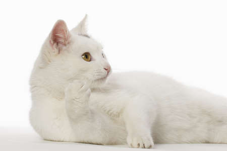 Portrait of a white cat on a white background which looks intentlyの写真素材