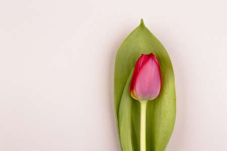 fresh pink tulips arranged on creamy paper background in studioの写真素材
