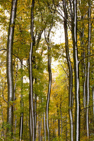 first snow holding on the trunks of trees in the park