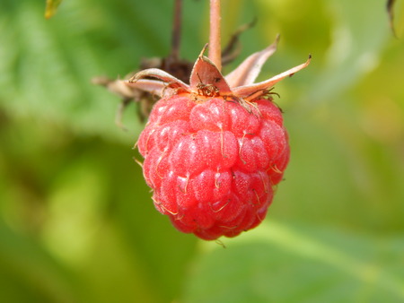 strawberryの写真素材
