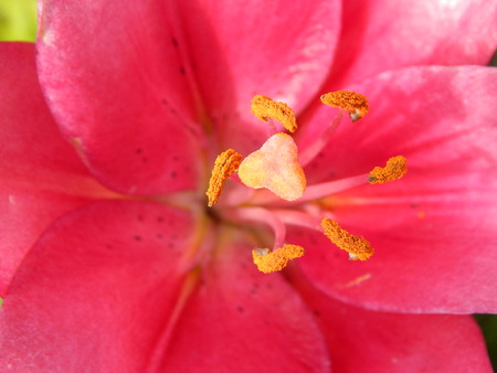 red flowerの写真素材