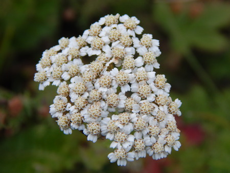 white flowerの写真素材