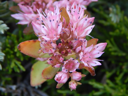 pink flowerの写真素材