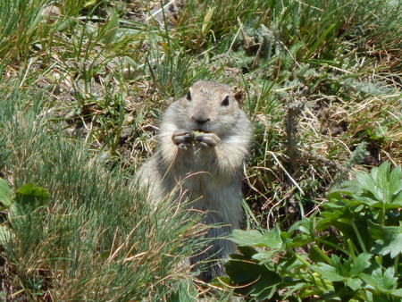 ground squirrelの写真素材