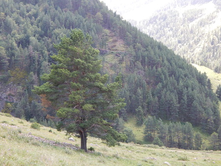 lonely treeの写真素材