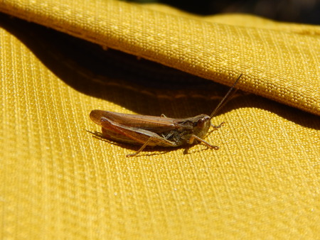 grasshopperの写真素材