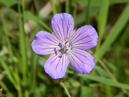 pink flower