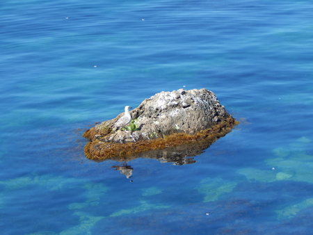 Seagul on the rockの写真素材