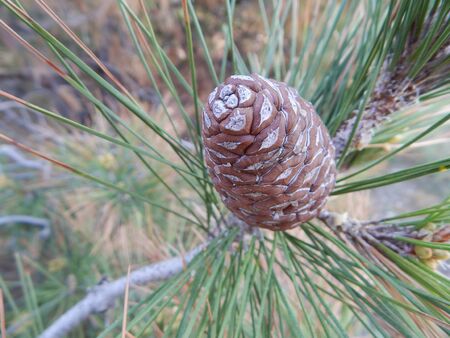 Pine cone