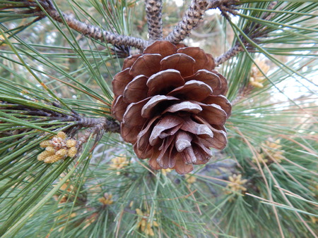 fir-coneの写真素材