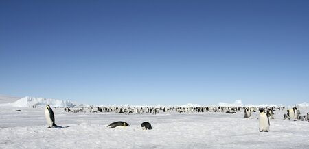 Emperor penguin (Aptenodytes forsteri) colony on the sea ice in the Weddell Sea, Antarcticaの写真素材