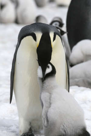 Emperor penguins (Aptenodytes forsteri) on the ice in the Weddell Sea, Antarcticaの写真素材