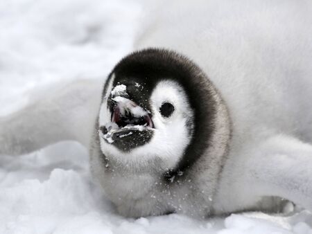 Close-up of an emperor penguin (Aptenodytes forsteri) on the ice in the Weddell Sea, Antarcticaの写真素材